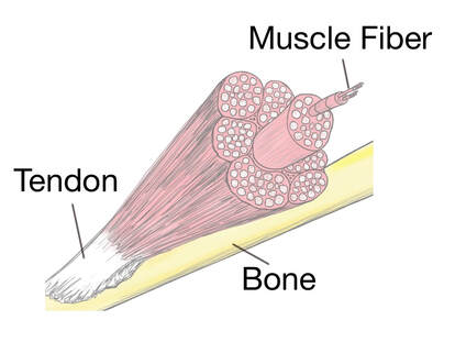 tissue muscle soft bone tendon therapy diagram muscles bones body fiber physiology fascia human connecting fibers actin muscular system together
